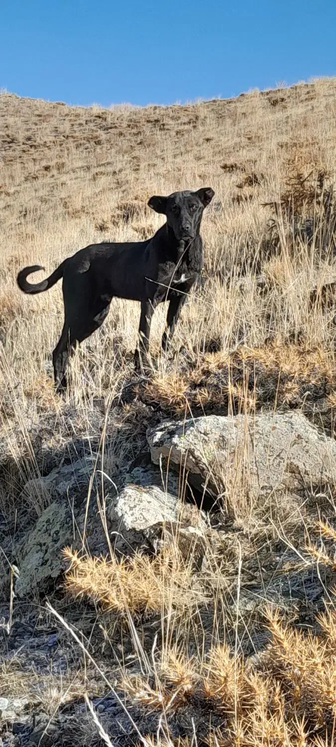 توله ۷ ماهه سرابی|سگ|بازرگان, |دیوار