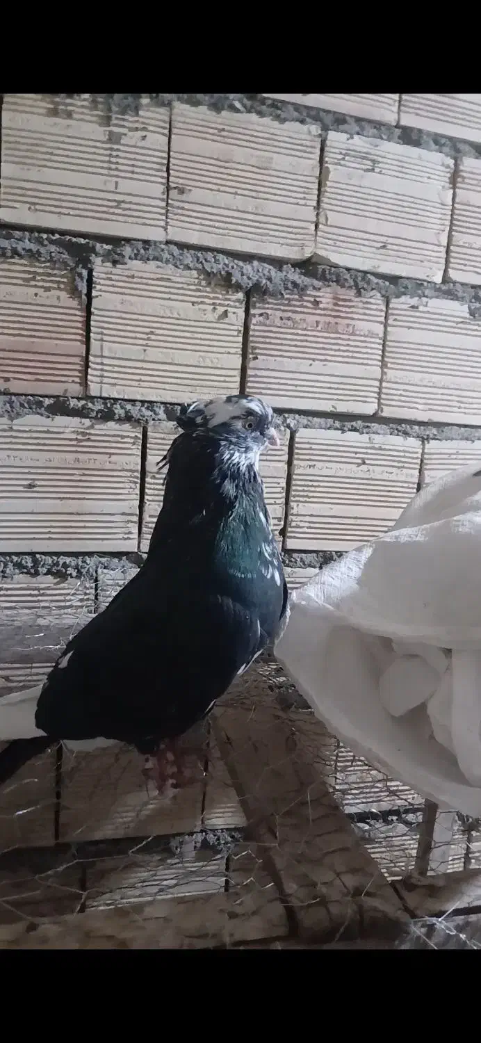 یک عدد دمبی جمع قنار ب فروش مرسی.|پرنده|میانه, |دیوار