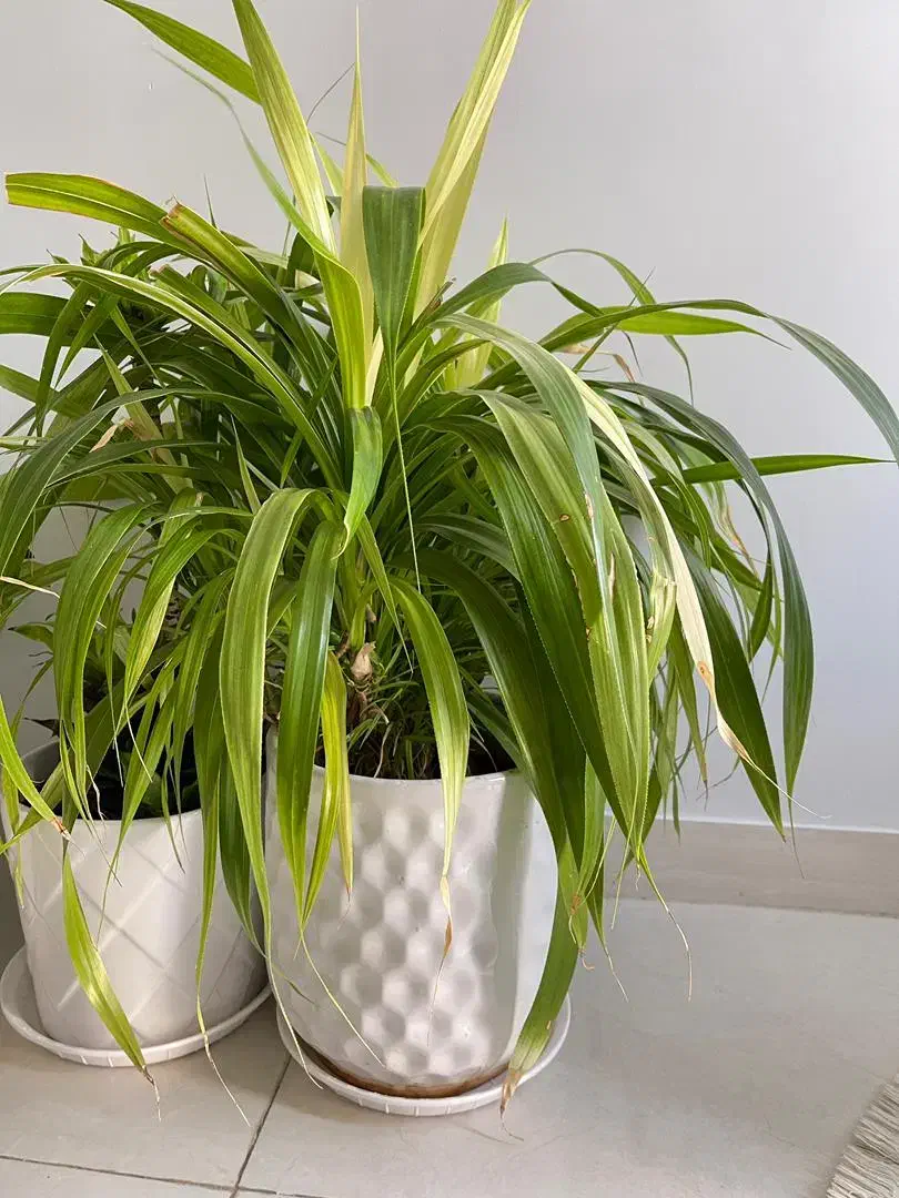 شوش فروش گلهای اپارتمانی|گل و گیاه طبیعی|شوش, |دیوار