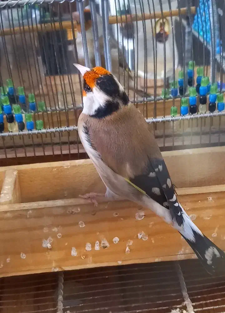 سهره مست کت شل کن حنجره دار|پرنده|شیراز, نیستان|دیوار