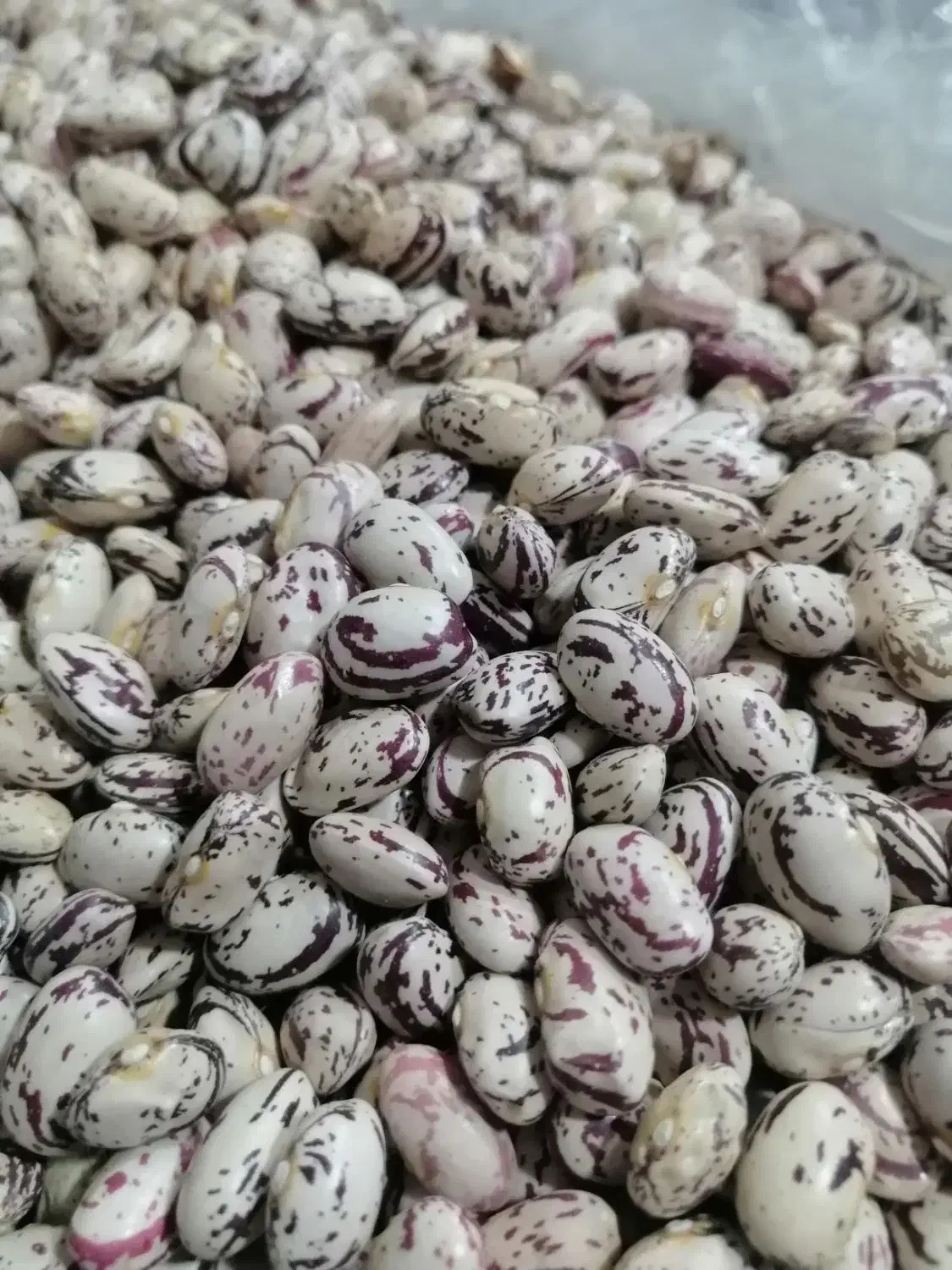 لوبیا چیتی درجه یک امسال|خوردنی و آشامیدنی|سیلوانه, |دیوار