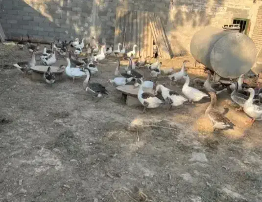 تخم غاز نطفه دار|حیوانات مزرعه|رودسر, |دیوار