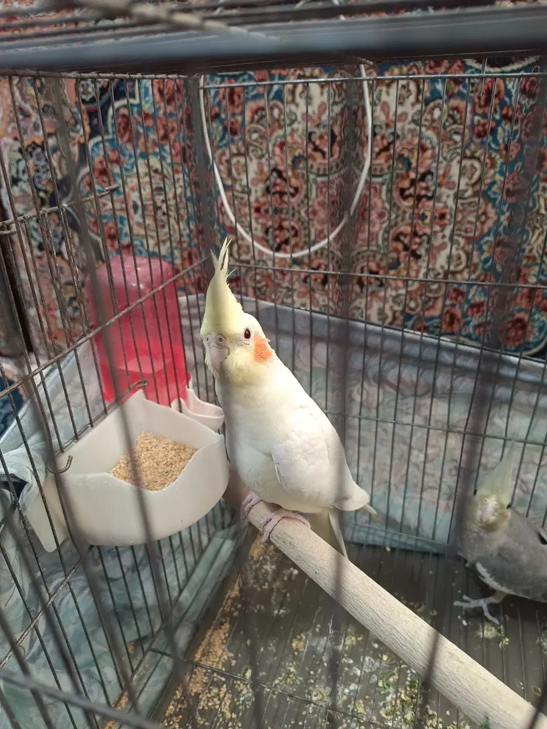 عروس هلندی ۳ ماهه|پرنده|فردوسیه, |دیوار