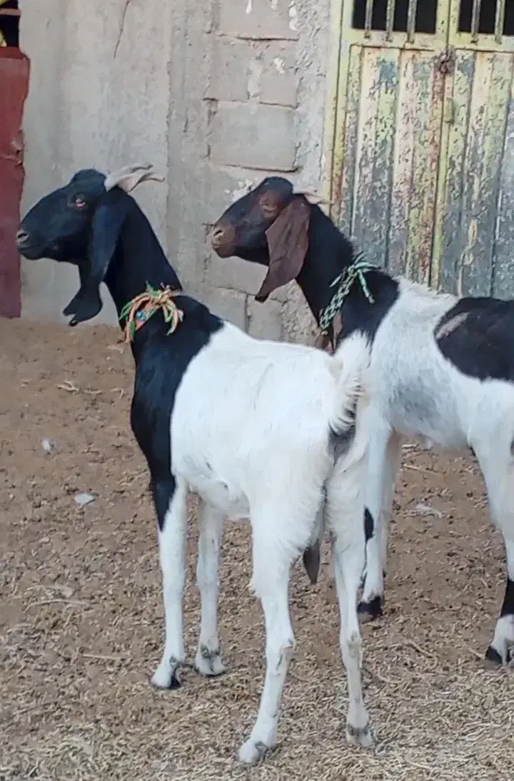 فروش بهترین بزای شیری وچند قلوزا|حیوانات مزرعه|بردسکن, |دیوار