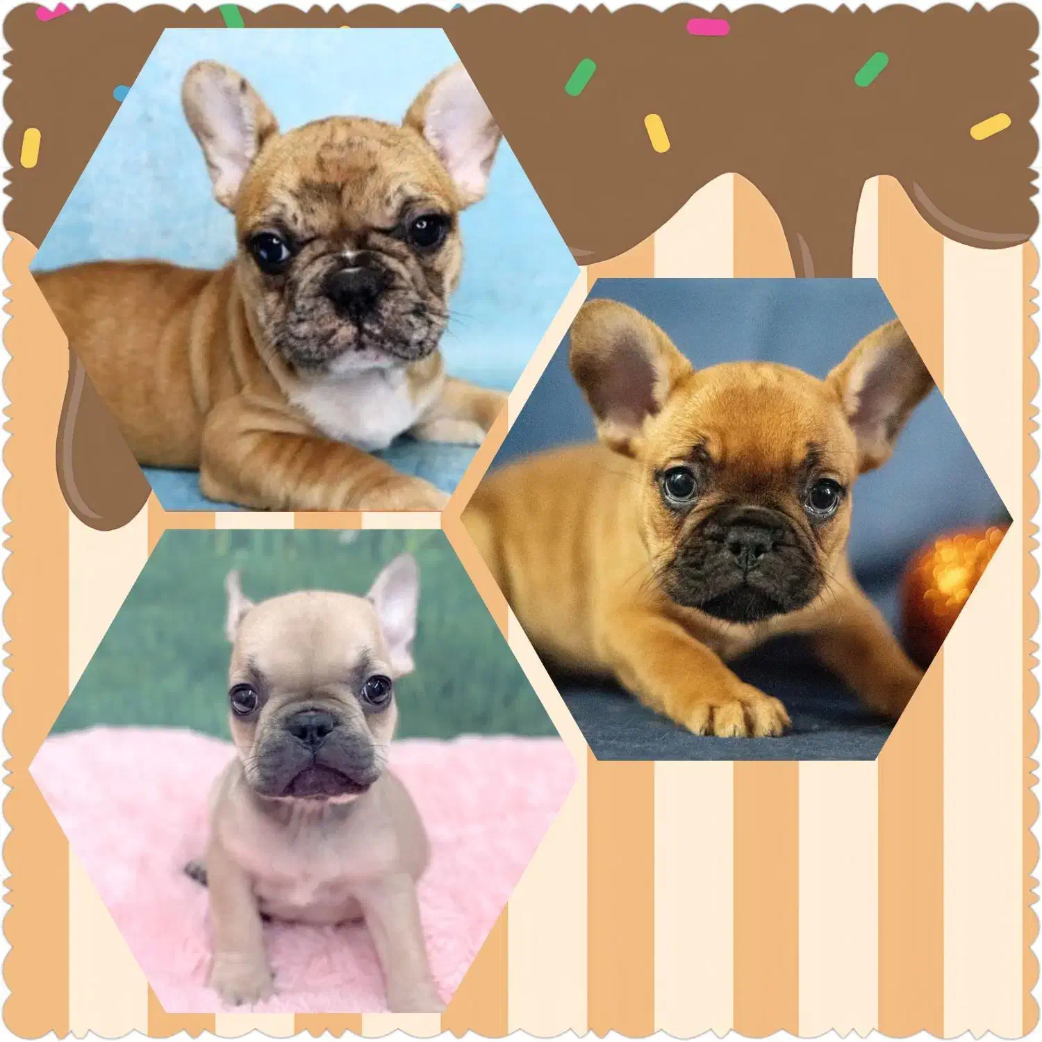 سگ فرنچ بولداگ|سگ|تهران, تهرانپارس غربی|دیوار