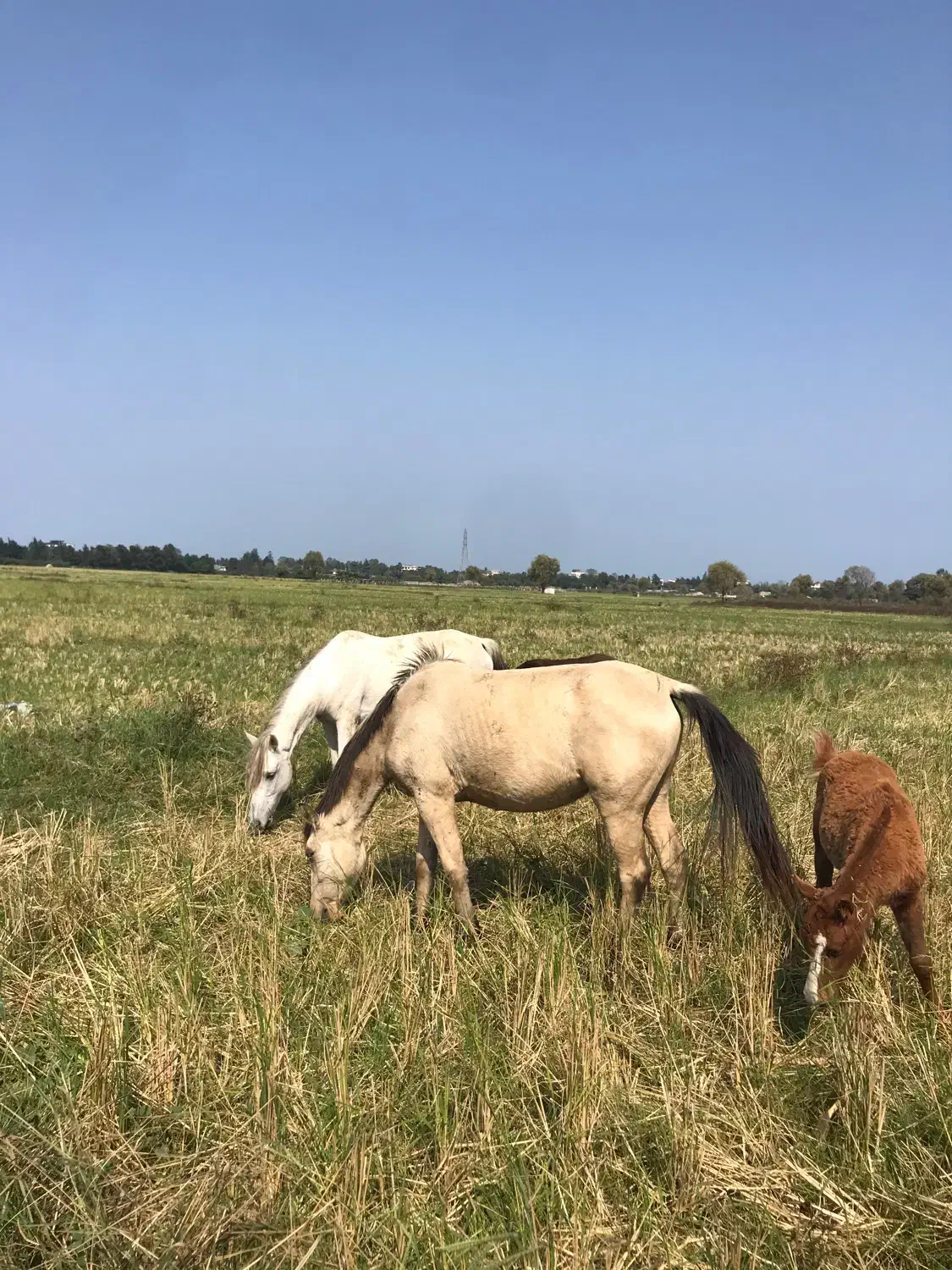 فروش  اسب|اسب و تجهیزات اسبسواری|رامسر, |دیوار