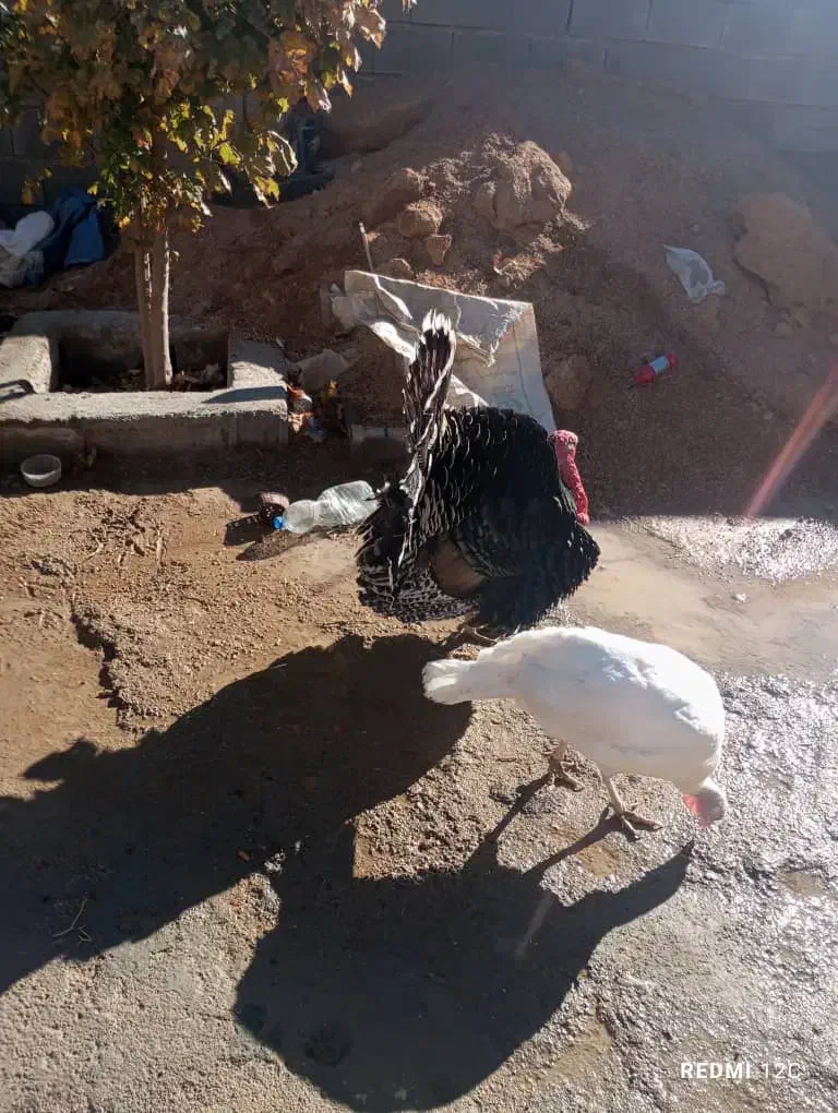 بوقلمون نر و ماده|حیوانات مزرعه|شیراز, گویم|دیوار