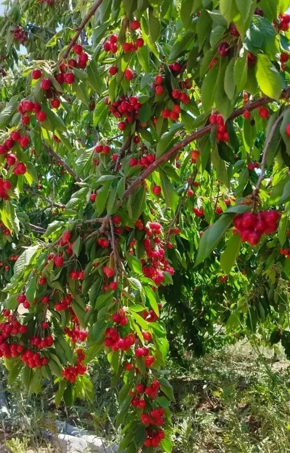 باغ|فروش دفتر صنعتی، کشاورزی، تجاری|کوهین, |دیوار