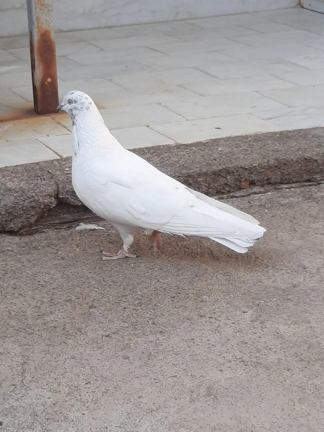 کبوتر|پرنده|اردکان, |دیوار