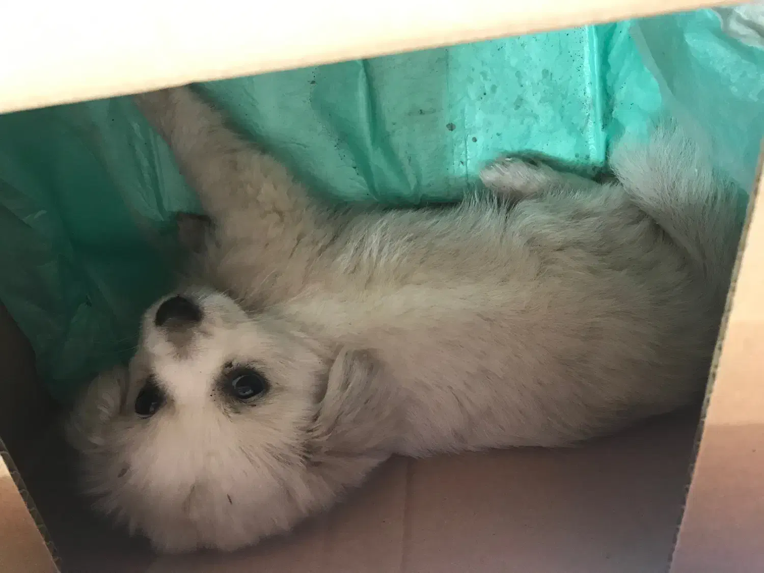 سگ پامر روباهی سفید ماده|سگ|لاهیجان, کوی خزر|دیوار