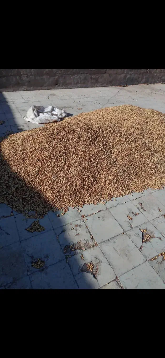 خرید پسته پوک و روابی|خدمات باغبانی و درختکاری|رفسنجان, |دیوار