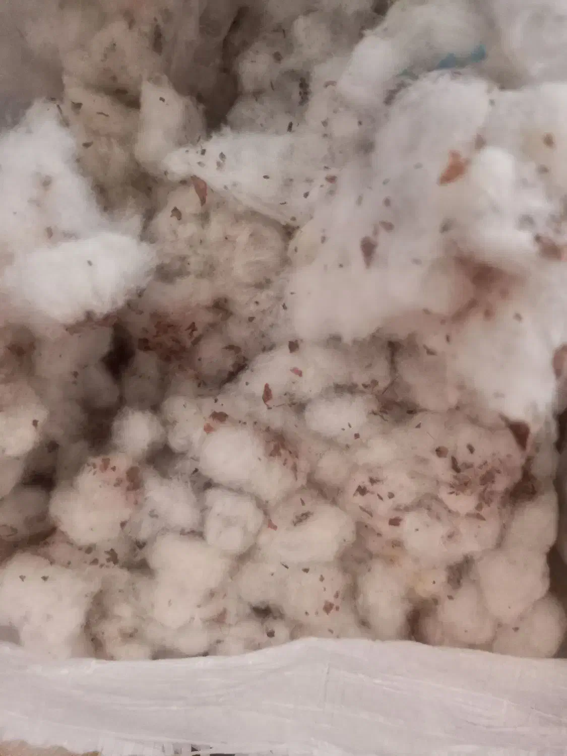 پنبه تمیز نشده سمنان|رختخواب، بالش، پتو|سمنان, |دیوار