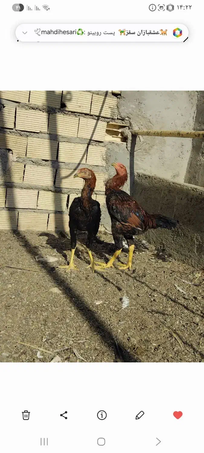 خروس لاری|حیوانات مزرعه|مهریز, |دیوار