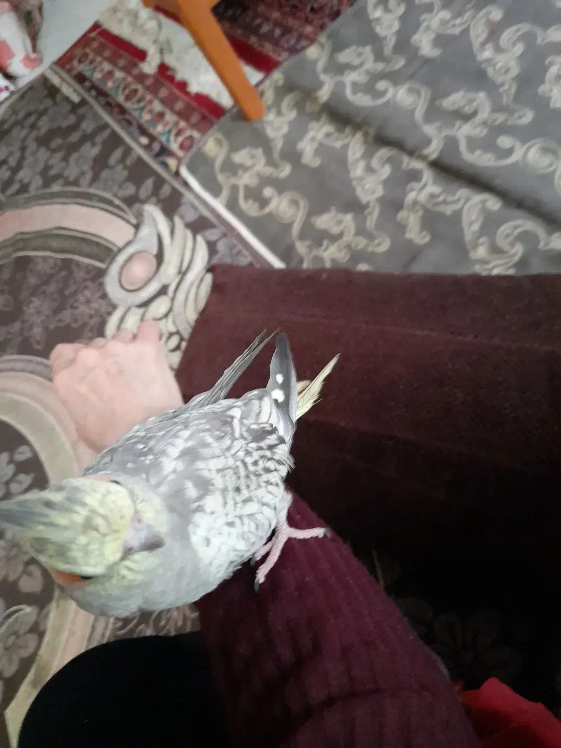 عروس هلندی نربسیار دستی|پرنده|کرج, شهرک فهمیده|دیوار