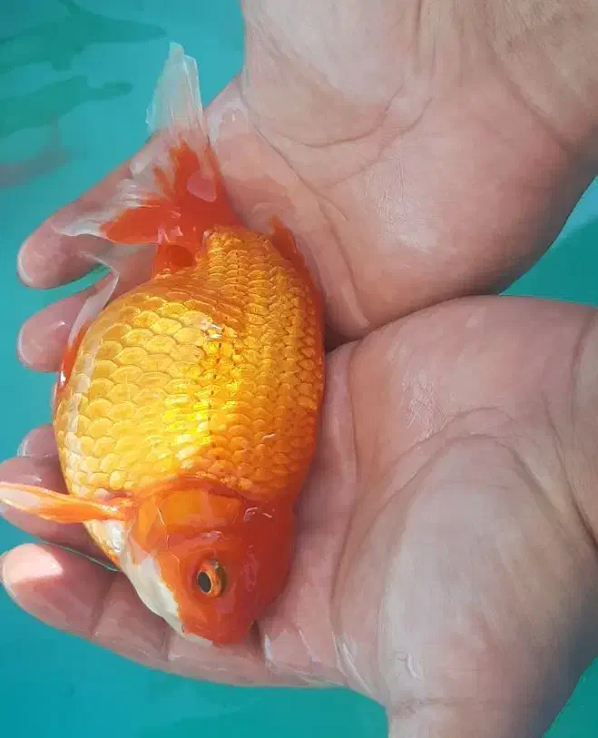 ماهی گلدفیش مولد درشت زیبا و کوی|ماهی|اصفهان, همدانیان|دیوار