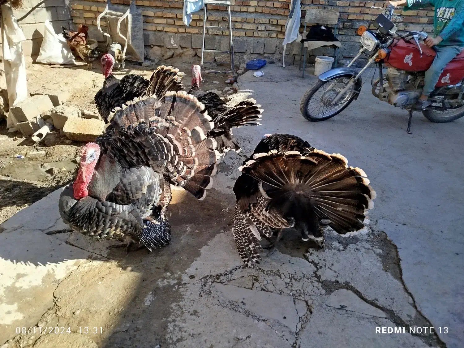 بوقلمون|حیوانات مزرعه|سنقر, |دیوار