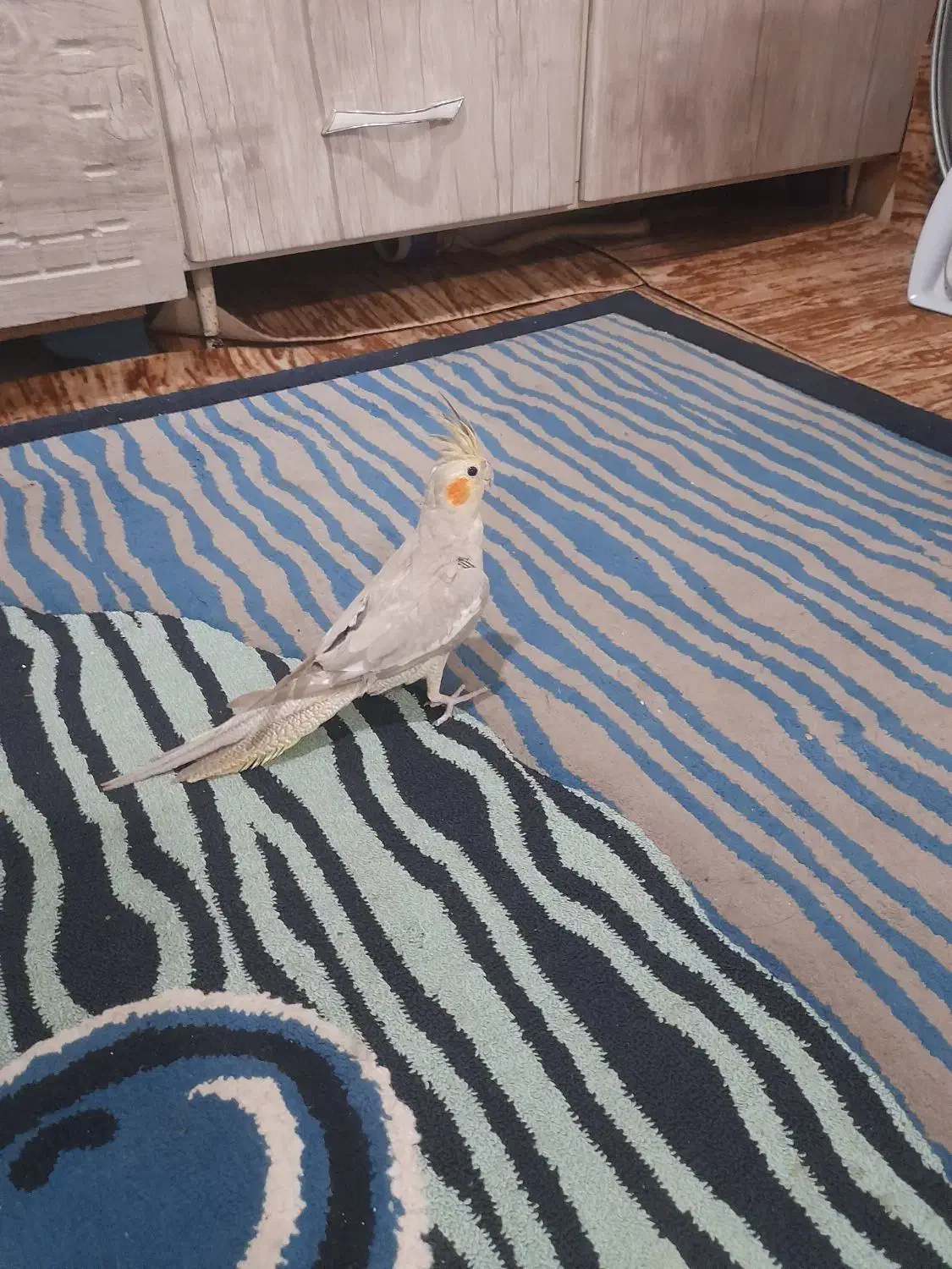 عروس هلندی|پرنده|کارون, |دیوار