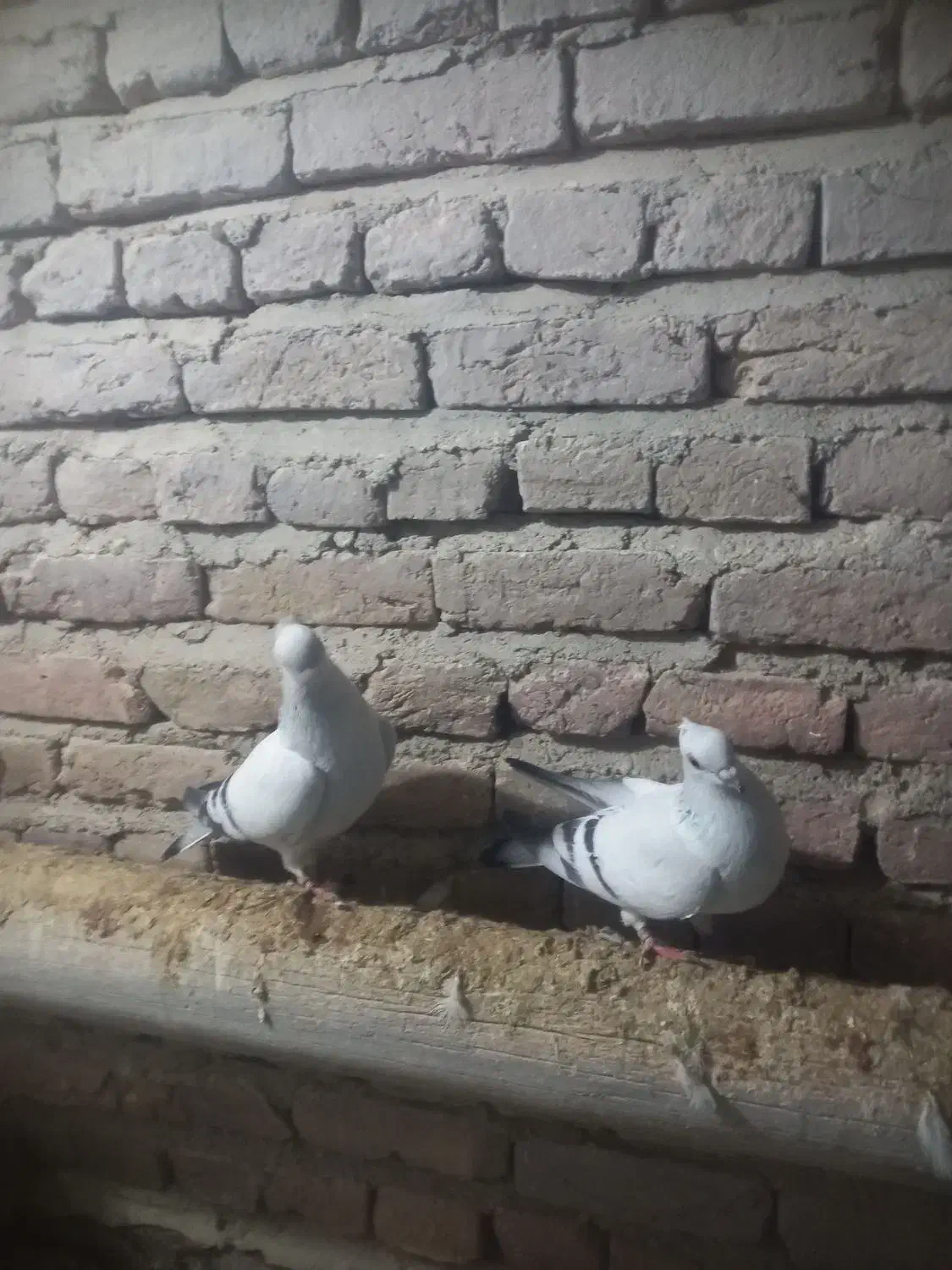 کبوتر شامی|پرنده|چهاربرج, |دیوار