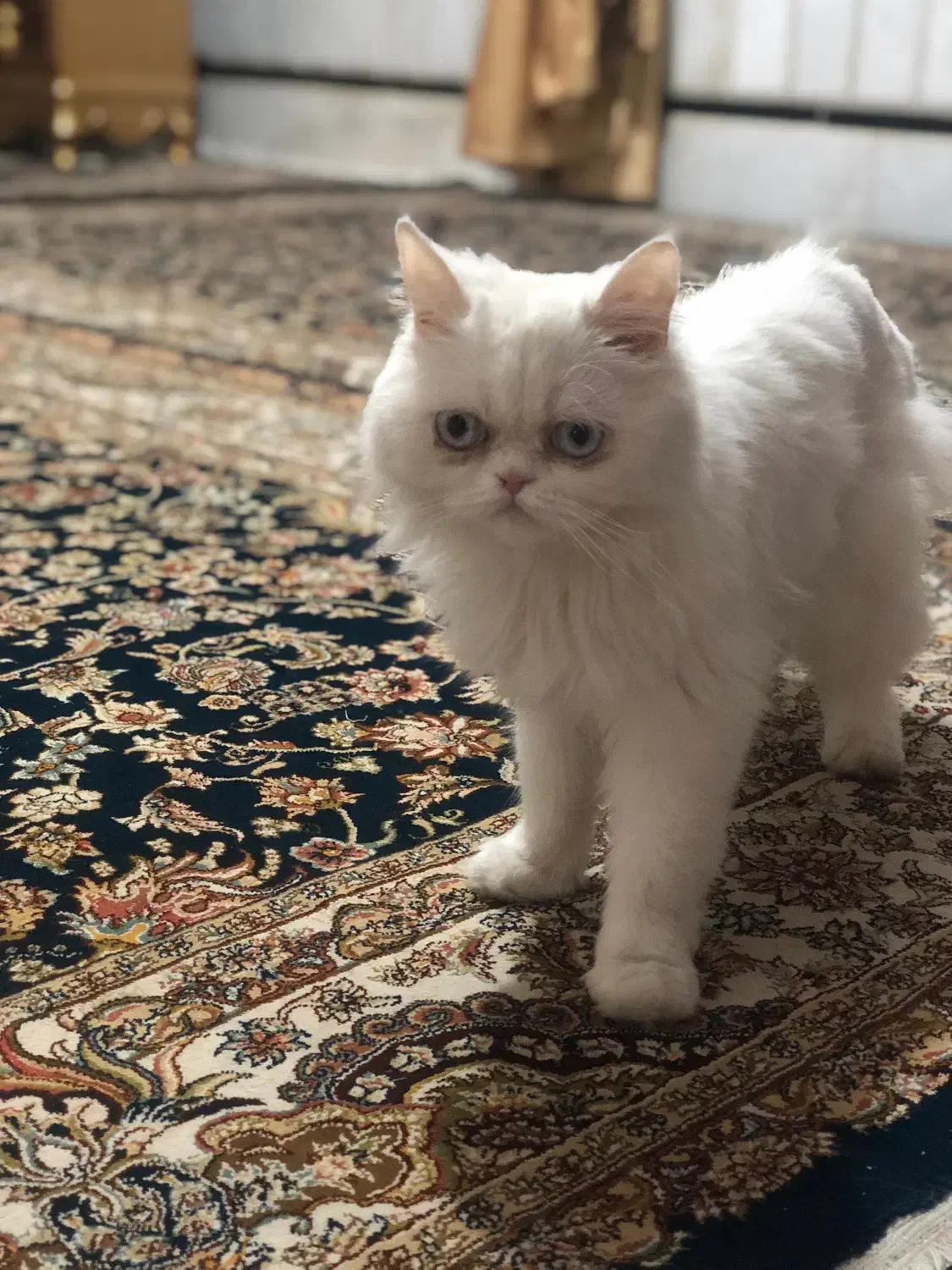 گربه پرشین|گربه|زاهدان, |دیوار