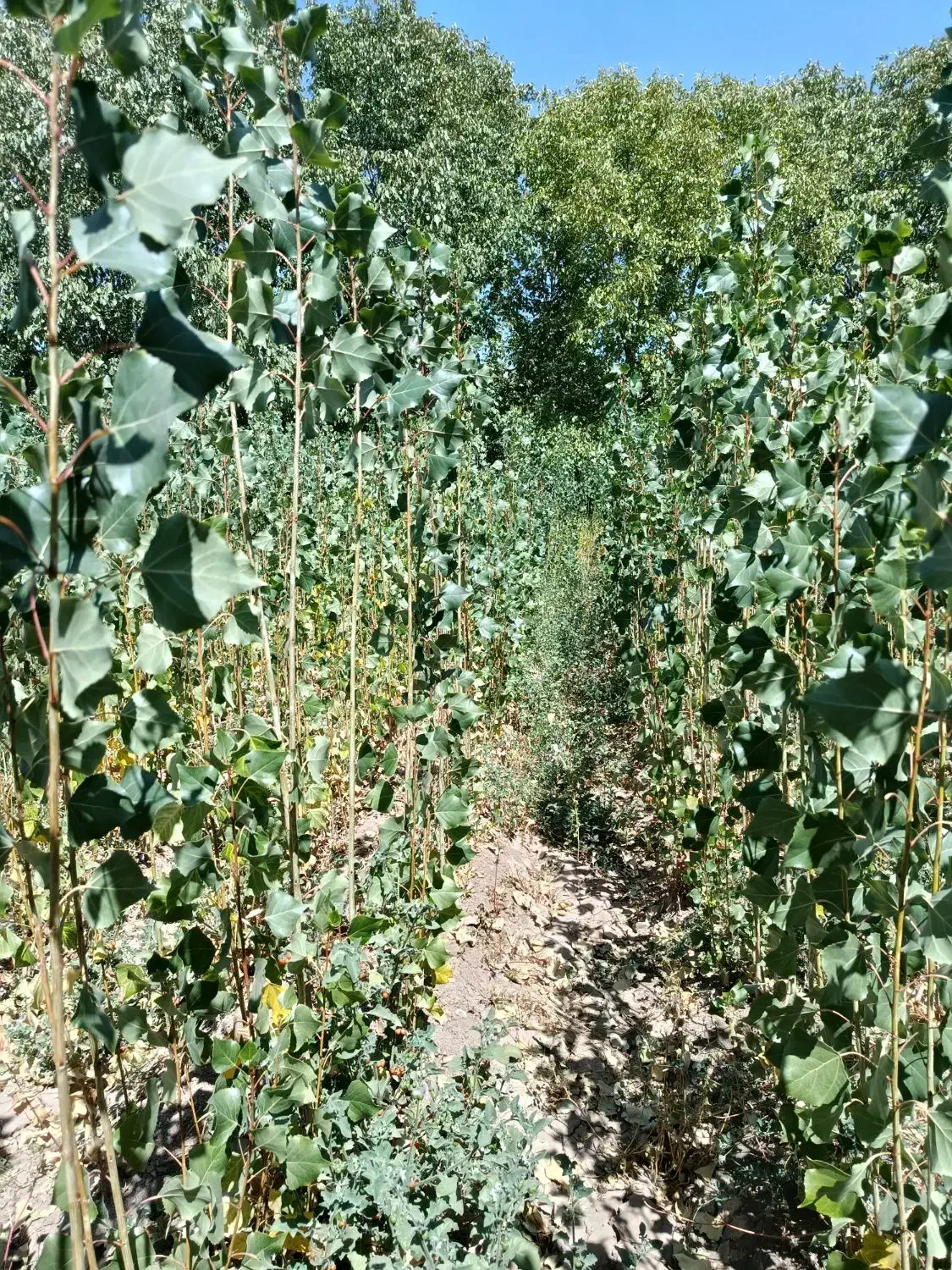 نهال یک ساله صنوبر نیگرا|گل و گیاه طبیعی|الشتر, |دیوار