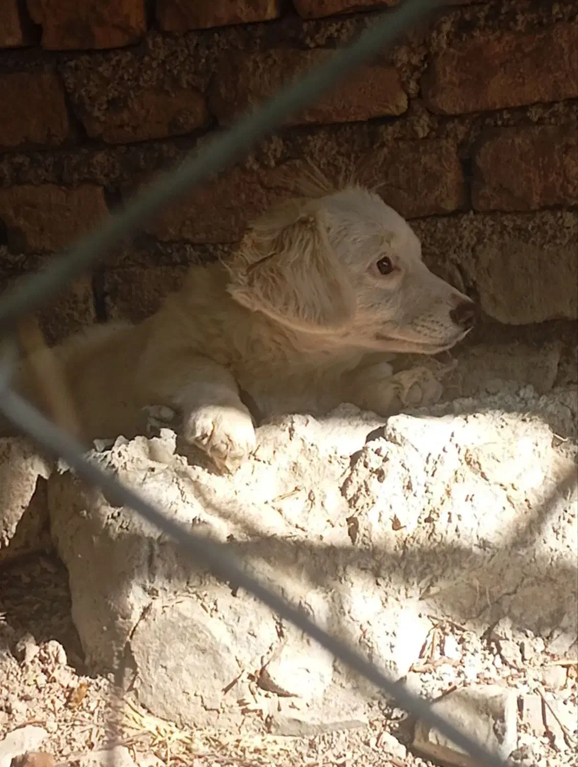 سگ اشپیتز ژاپنی|سگ|ابهر, |دیوار