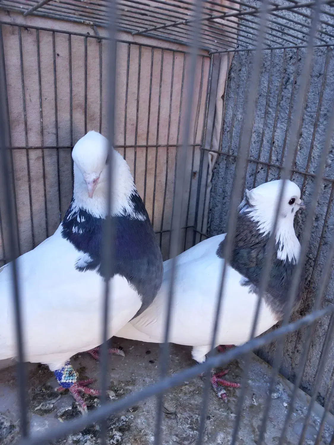 کبوتر طوقی|پرنده|سامان, |دیوار