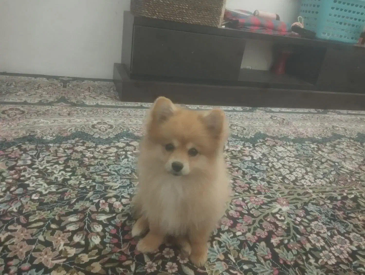 پامر خرسی|سگ|مشهد, فاطمیه|دیوار