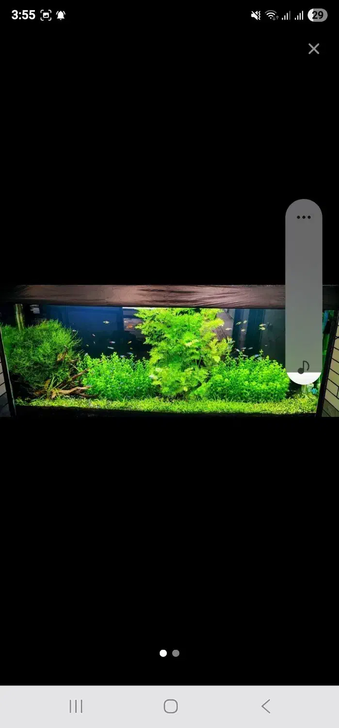 آکواریوم ۲ متری|ماهی|دورود, |دیوار