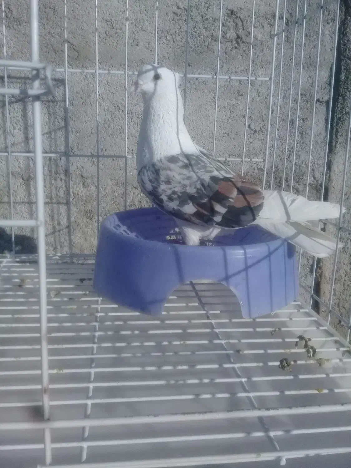 نر پلنگ|پرنده|خرم‌آباد, |دیوار