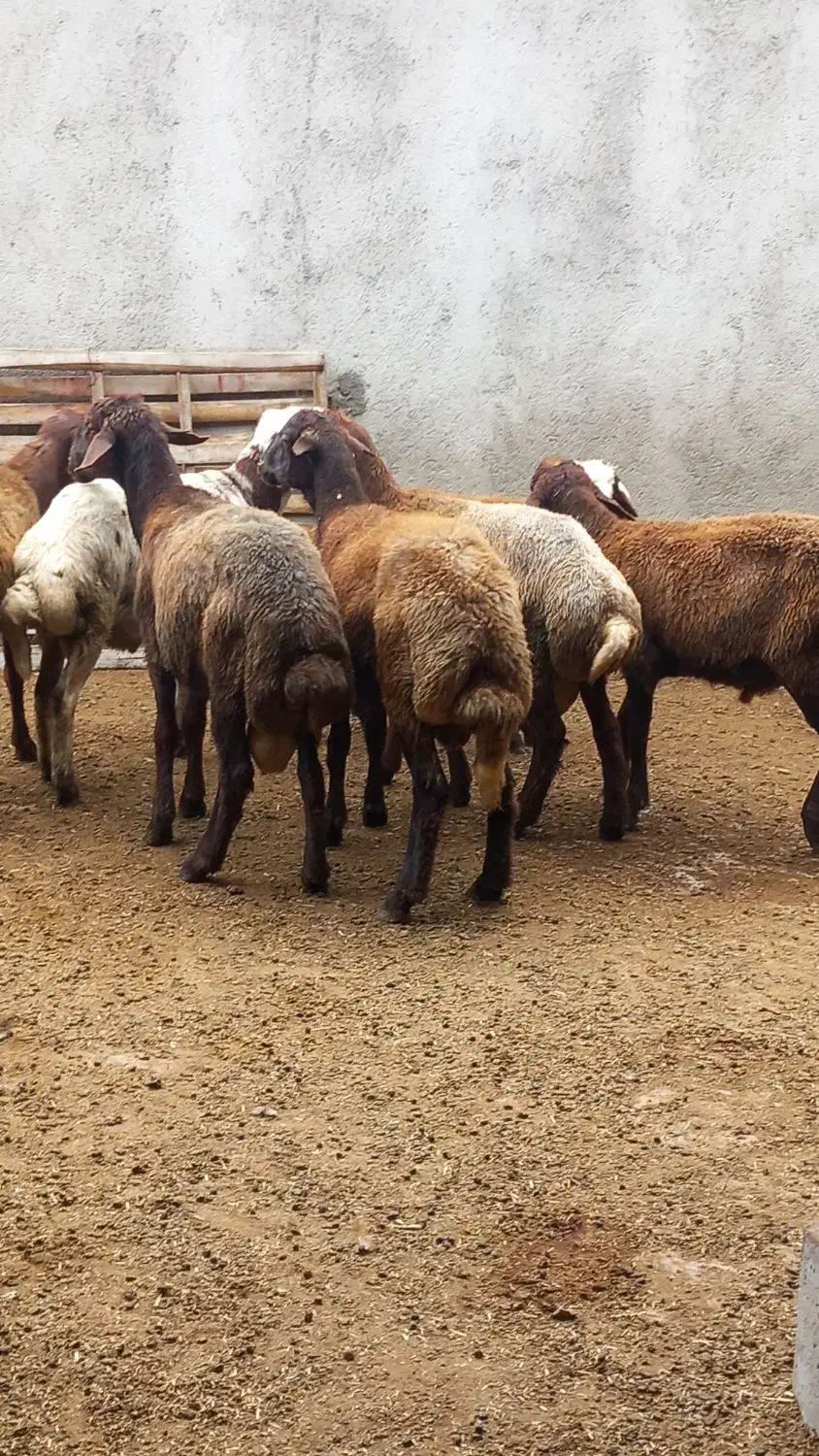 گوسفند نربره|حیوانات مزرعه|آق قلا, |دیوار