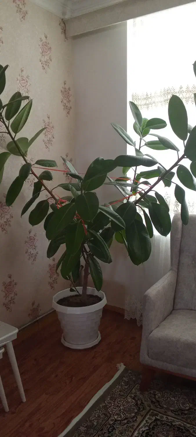 گل طبیعی|گل و گیاه طبیعی|شاهین دژ, |دیوار