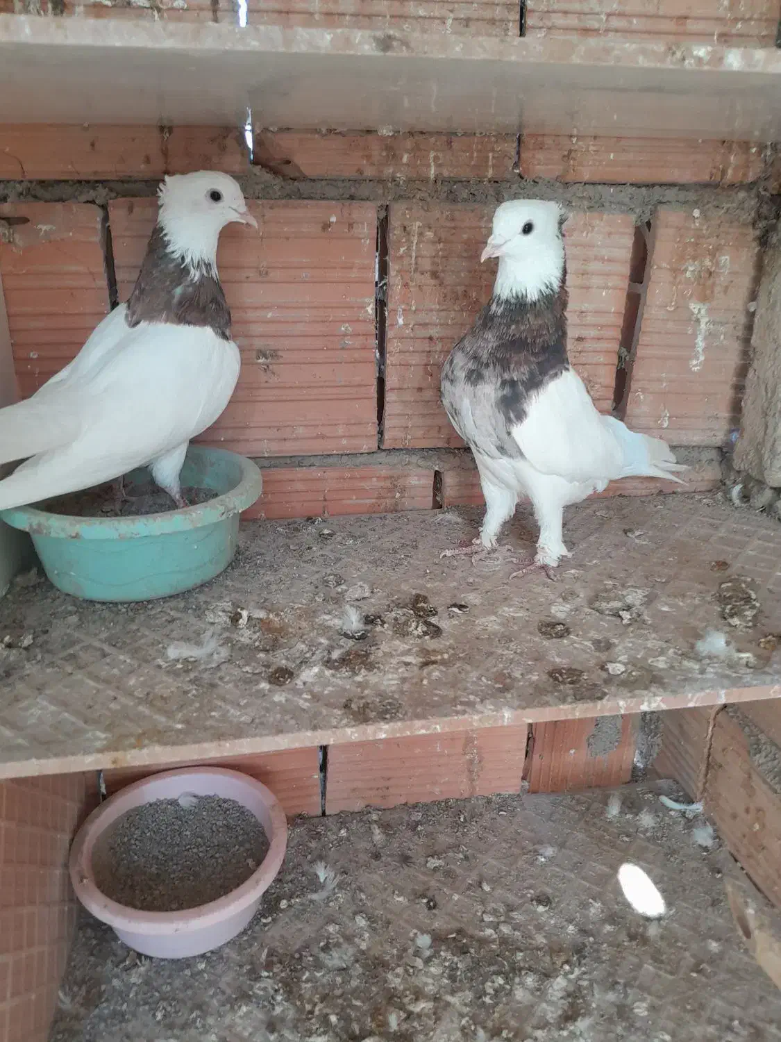 کبوتر|پرنده|گرگان, |دیوار