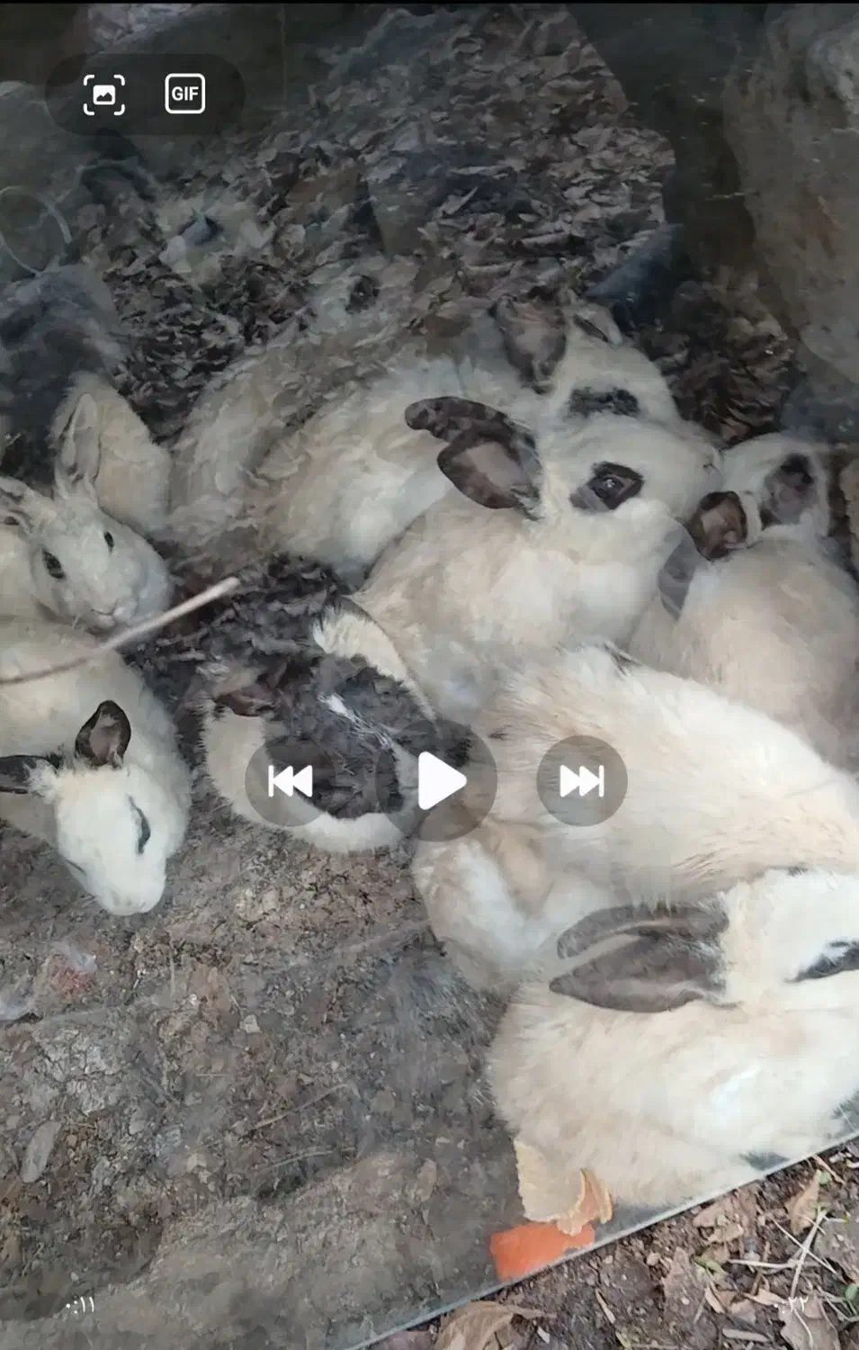 فروش خرگوش|موش و خرگوش|مراغه, |دیوار