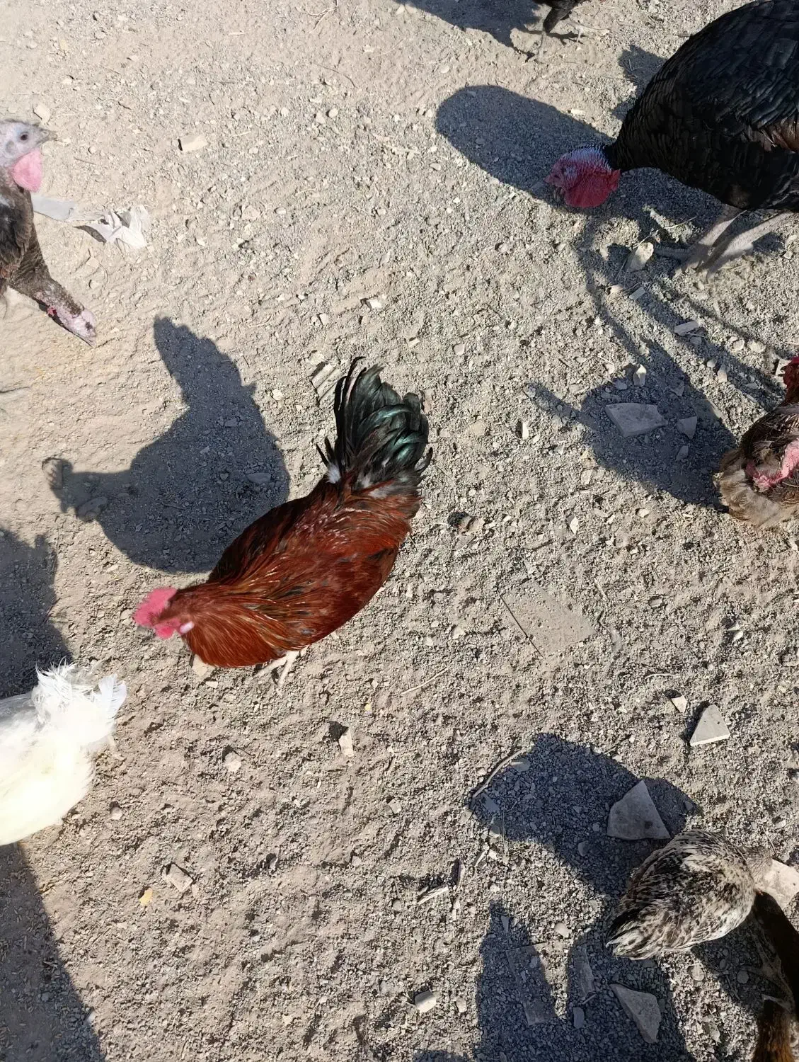 مرغ و خروس و جوجه مرغ و بوقلمون|حیوانات مزرعه|ماهدشت, |دیوار