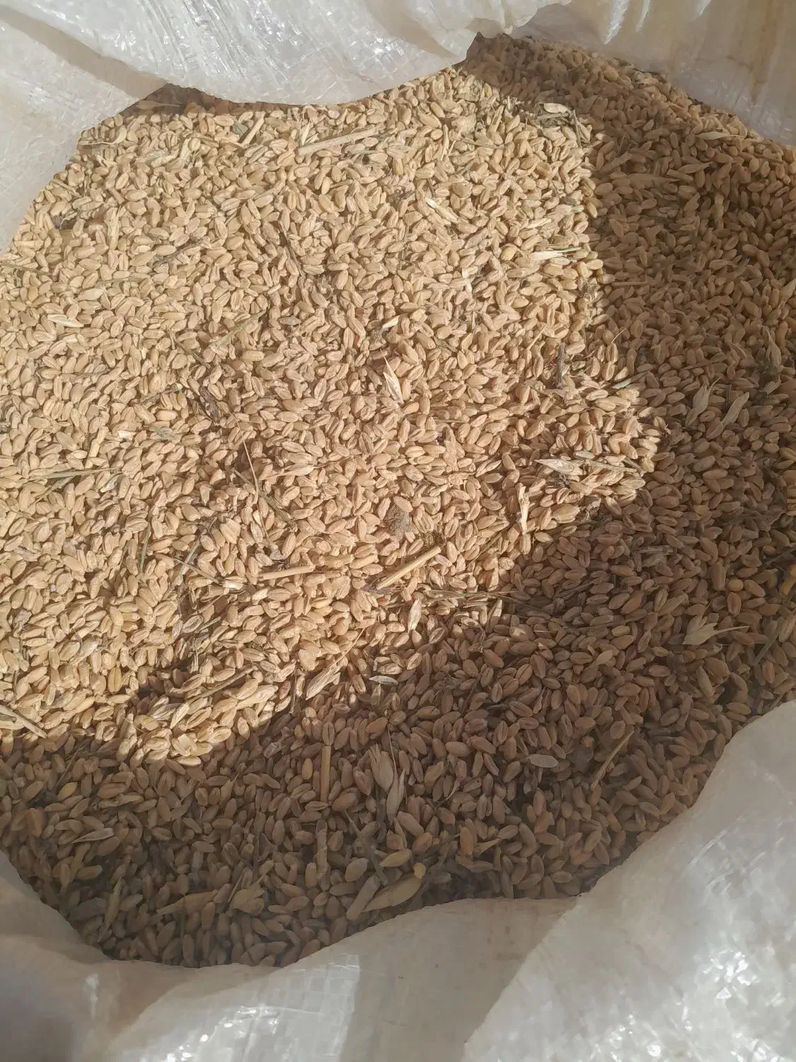 گندم ابی پیشگام|حراج|قوچان, |دیوار