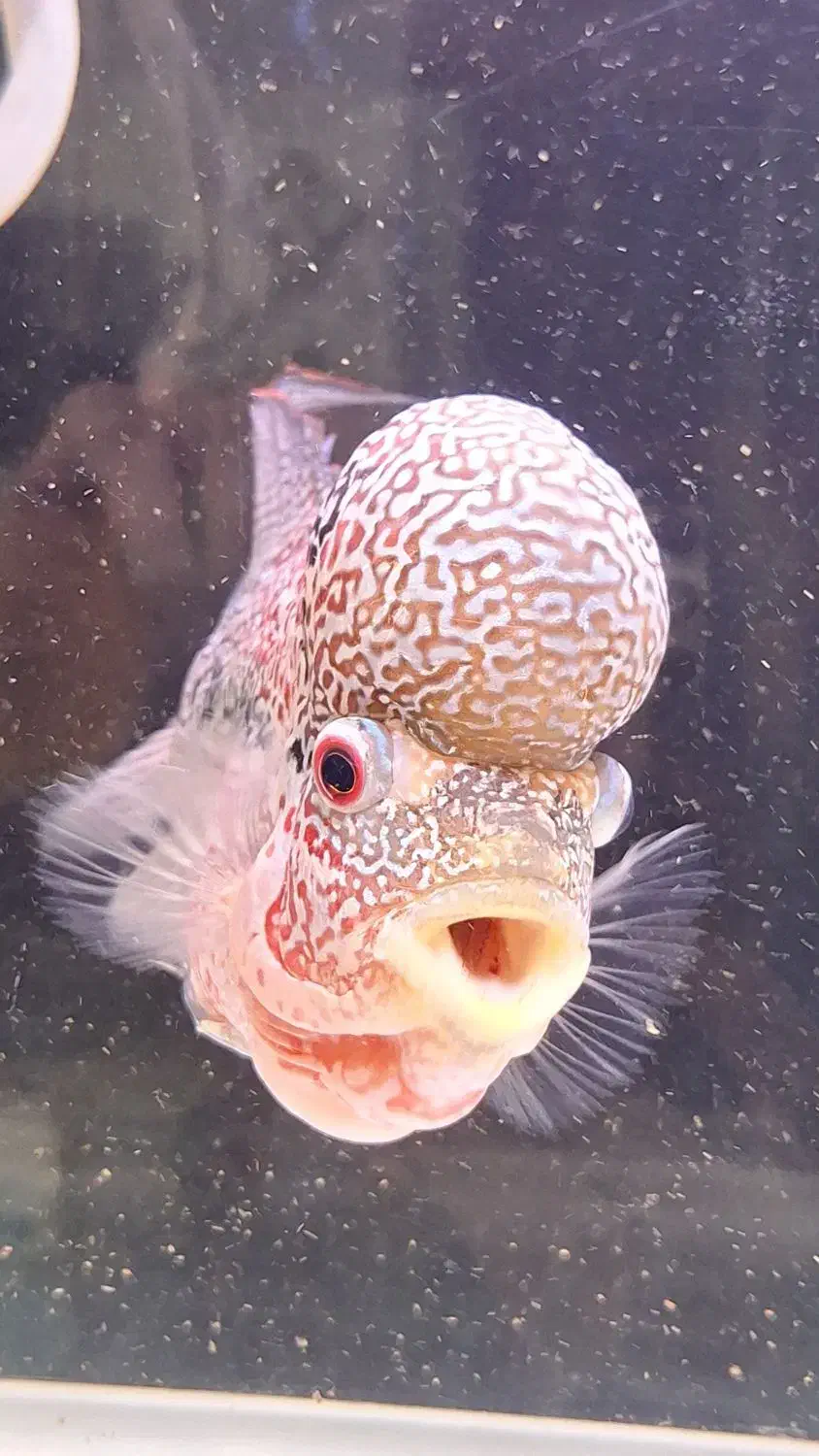 ماهی فلاور|ماهی|اسفراین, |دیوار