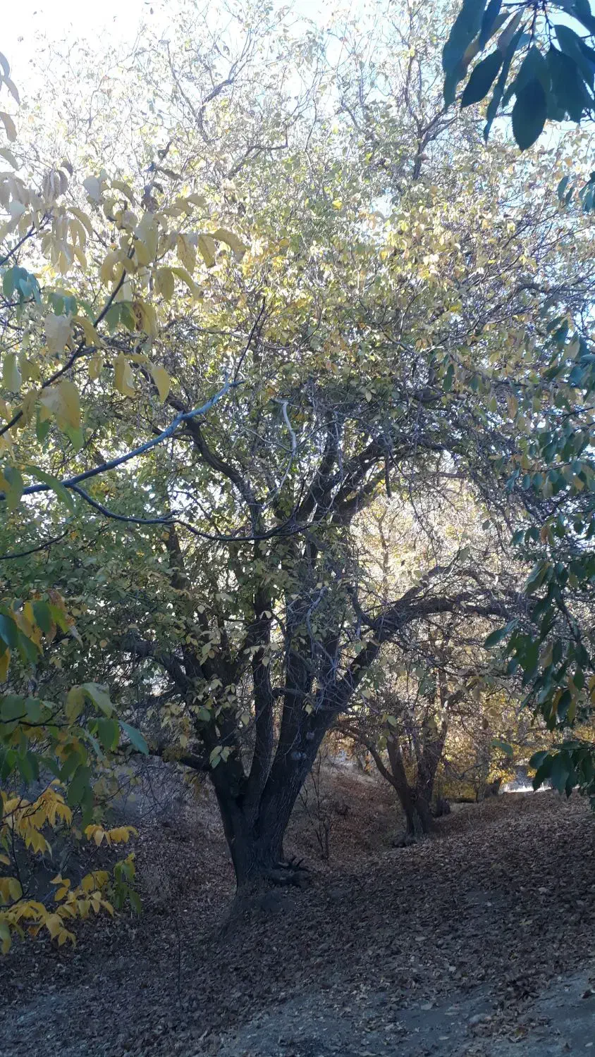 چوب گردو فروشی|گل و گیاه طبیعی|سنقر, |دیوار