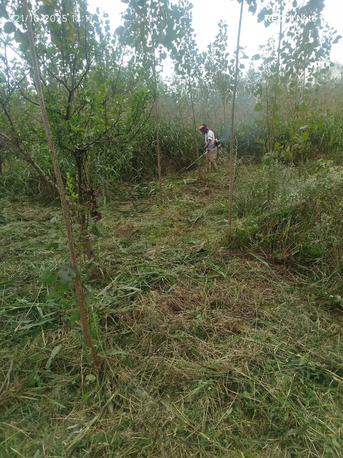 علفزنی.لی زنی.تمشک زنی|خدمات باغبانی و درختکاری|بندر انزلی, امامزاده|دیوار