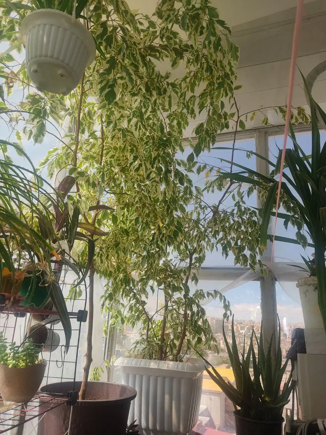 گل بنجامین ابلق|گل و گیاه طبیعی|ارومیه, |دیوار