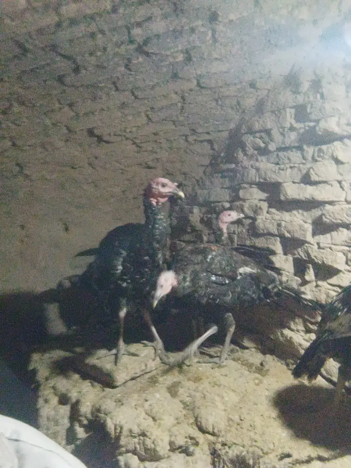 بوقلمون برنز|حیوانات مزرعه|شاهرود, |دیوار