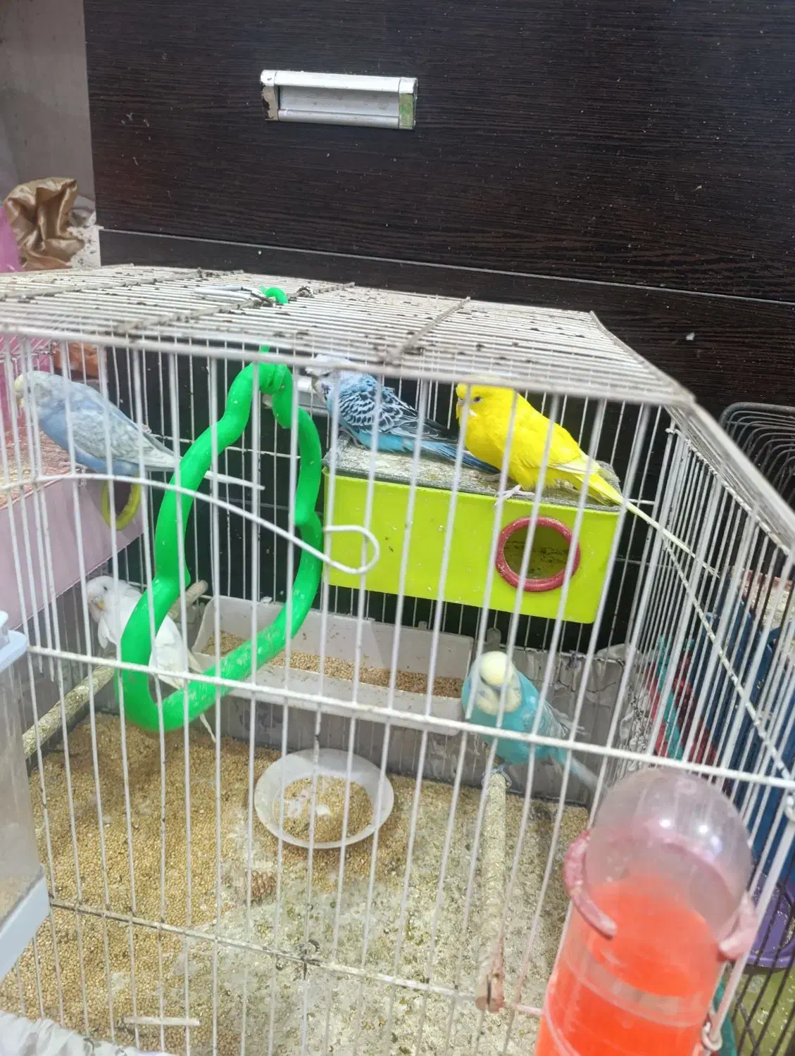 عروس هلندی|پرنده|خرمشهر, |دیوار