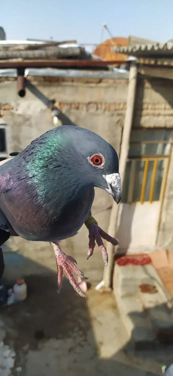 کبوتر|حیوانات|مراغه, |دیوار