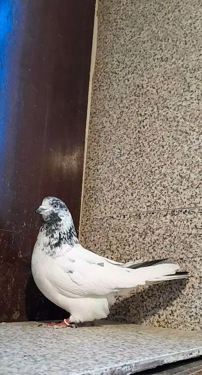 شاه کفتر|پرنده|ملایر, |دیوار