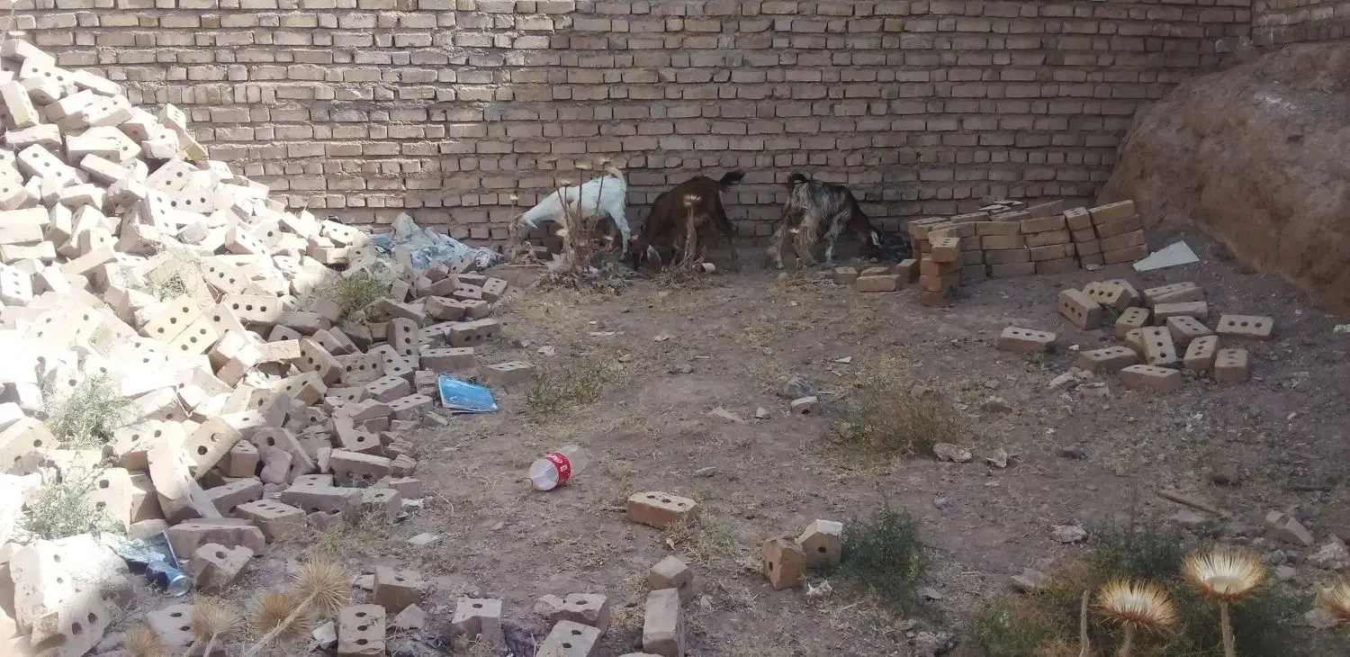 حیوان|حیوانات مزرعه|تایباد, |دیوار