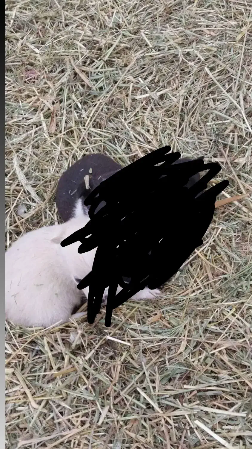 دوتا خرگوش|موش و خرگوش|دیواندره, |دیوار