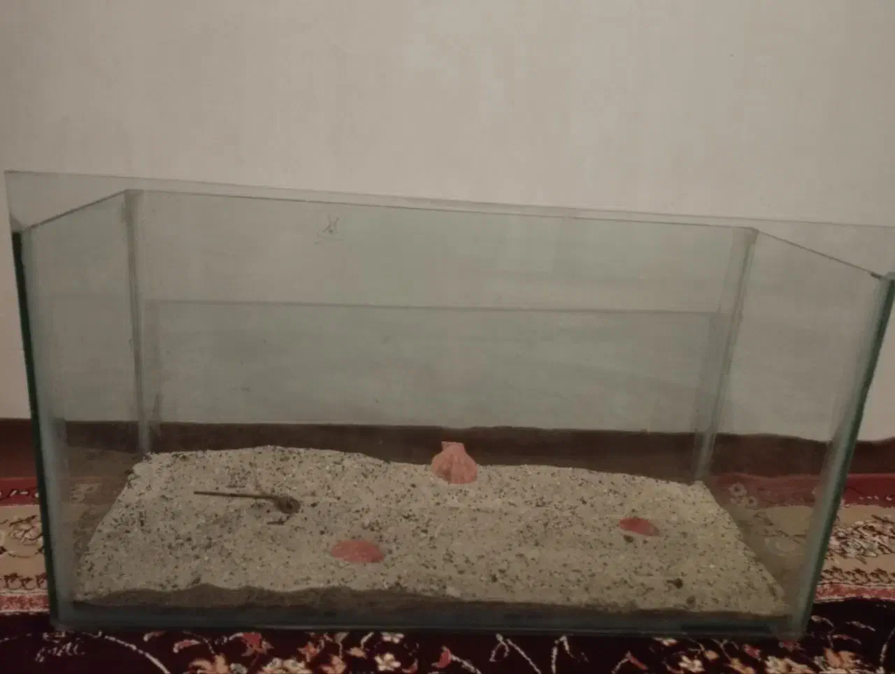 اکواریوم|ماهی|میاندوآب, |دیوار