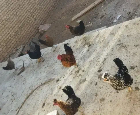 پرنده مزرعه|حیوانات مزرعه|شهرضا, |دیوار