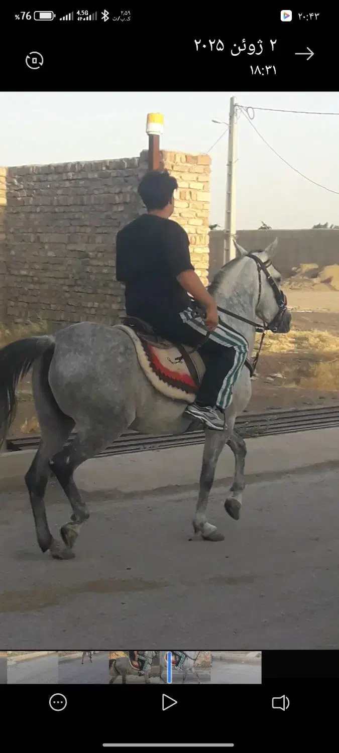 مادیان کرد|اسب و تجهیزات اسب‌سواری|دشتابی, |دیوار