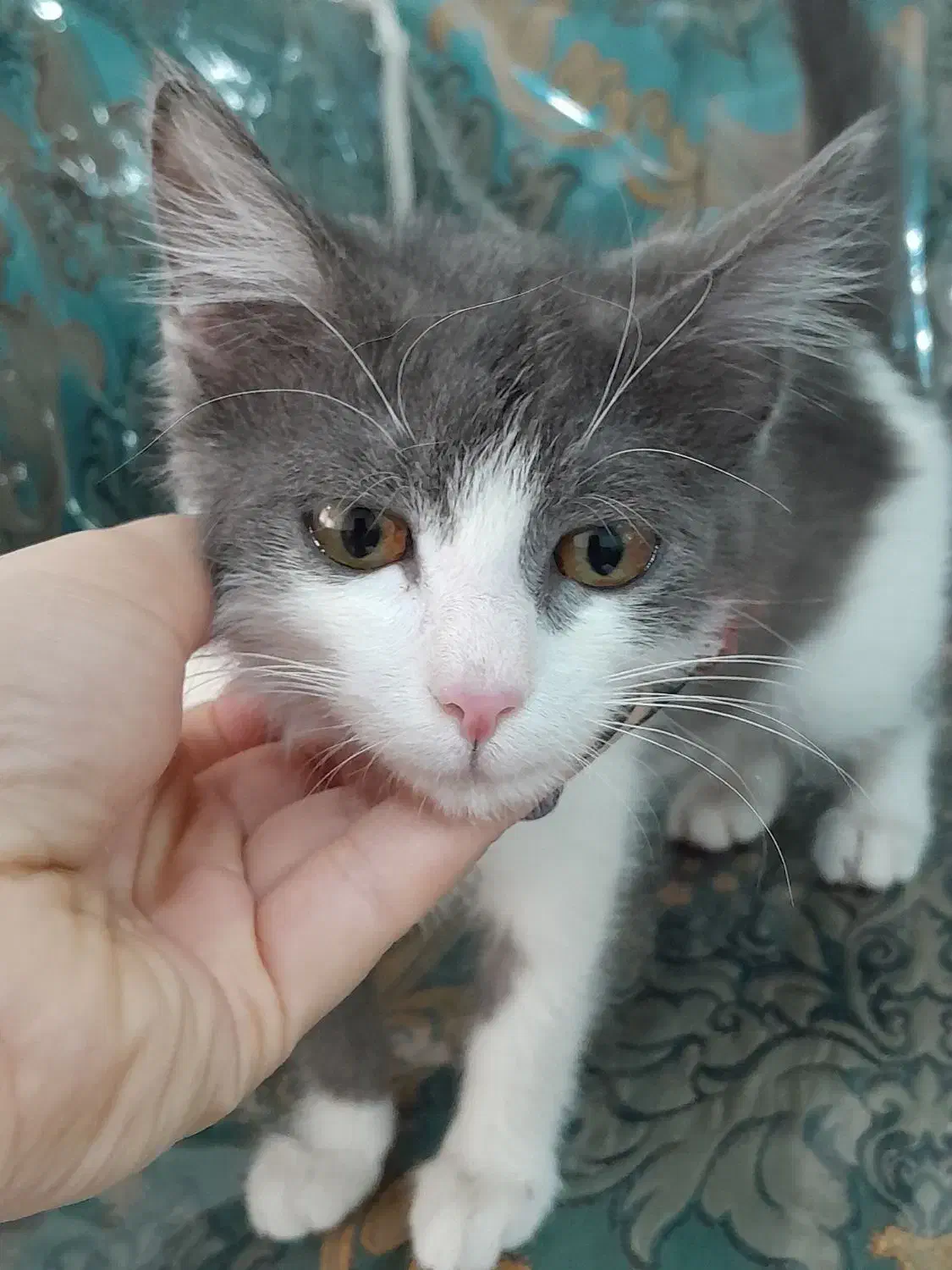 گربه|گربه|رشت, حمیدیان|دیوار