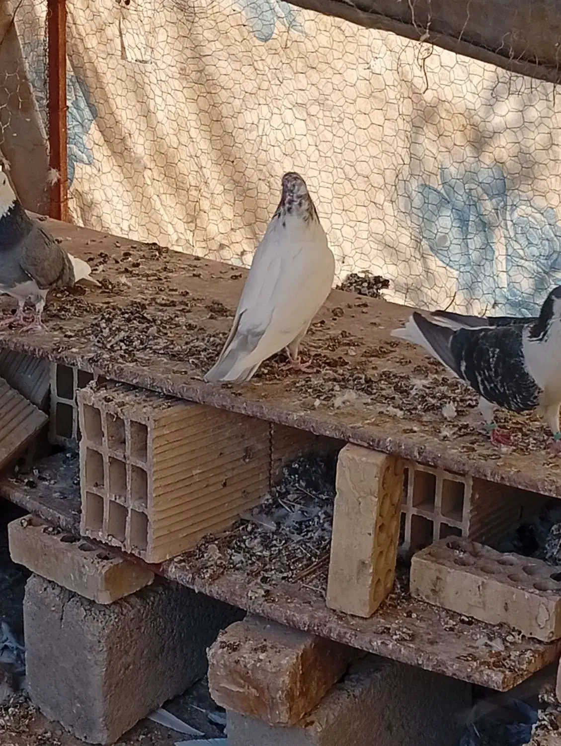 کبوتر|پرنده|تیران, |دیوار